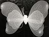 Picture of BUTTERFLY WING WHITE