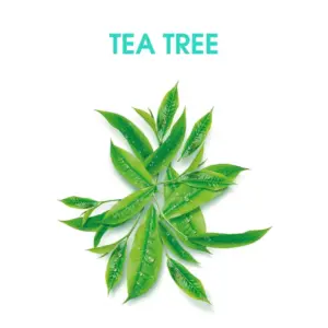 Alberto Balsam Tea Tree Tingle Herbal Shampoo 350ml - Image 3